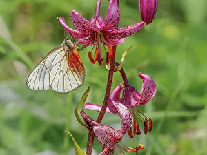 Papilionoidea Prints: Black-veined white butterfly (Aporia crataegi) resting on Martagon lily (Lilium martagon) flower