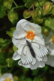 Papilionoidea Prints: Black-veined white butterfly (Aporia crataegi) resting on white flower