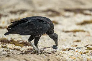 Vulture Prints: Black vulture (Coragyps atratus) feeding on Kemp's ridley turtle (Lepidochelys kempii) hatchling on beach