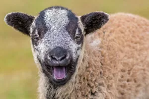 Easter Gallery: Black Welsh mountain sheep lamb calling. Wales UK, March