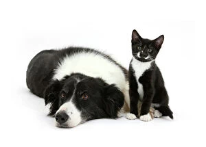 Young Animal Gallery: Black and white Border collie bitch with black and white tuxedo kitten age 10 weeks
