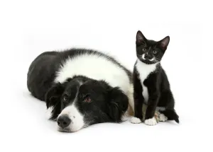 Miispecies Prints: Black and white Border collie bitch with black and white tuxedo kitten age 10 weeks