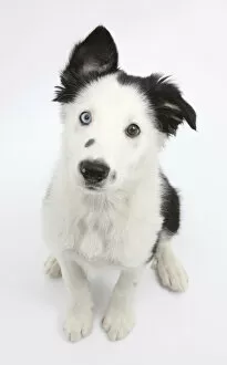 Animal Ears Gallery: Black and white Border Collie puppy, sitting and looking up