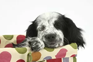 Images Dated 12th April 2012: Black and white Border Collie x Cocker Spaniel puppy, 11 weeks, asleep in a basket