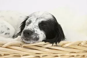 Black and white Border Collie x Cocker Spaniel puppy, 11 weeks, asleep in a wicker basket
