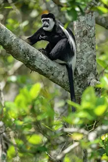 Black and white colobus (Colobus guereza) sitting in tree, Kibale Forest National Park, Uganda