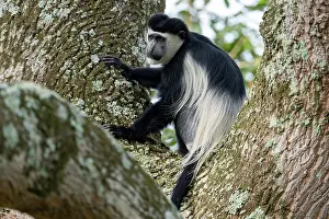 Black and white colobus monkey (Colobus guereza) sitting in tree, Entebbe botanical garden, Uganda