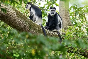 Two Black and white colobus monkeys (Colobus guereza) sitting on branch, Entebbe botanical garden, Uganda