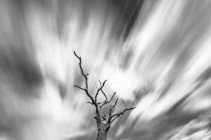 Black and white image of English oak tree (Quercus robur) with long exposure of wind blown clouds