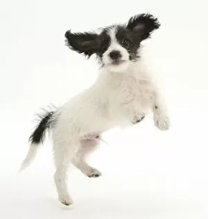 Jumping Gallery: Black and white Jack-a-poo, Jack Russell cross Poodle, pup, 8 weeks old, jumping up