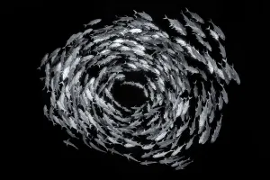 2020 February Highlights Gallery: Black and white photo of school of Bigeye trevally (Caranx sexfasciatus) form a circular