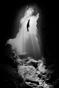 Eared Seal Prints: Black and white photo of a silhouette of a California sea lion (Zalophus californianus)