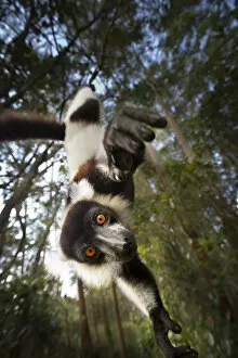 Images Dated 9th March 2012: Black and white ruffed lemur (Varecia variegata) hanging from tree, Madagascar, critically