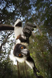Lemurs Prints: Black and white ruffed lemur (Varecia variegata) hanging from tree, Madagascar, critically