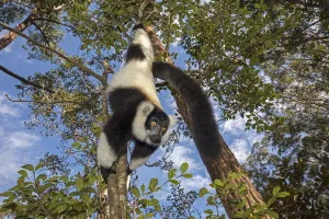 Black and white ruffed lemur (Varecia variegata variegata) hanging from branch, Vakona island