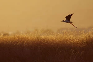 Black-winged stilt (Himantopus himantopus) in flight over long grasses at dusk, Lesbos