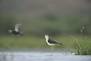 Images Dated 28th June 2009: Black winged stilt (Himantopus himantopus) standing in water on one leg, with a Spotted redshank