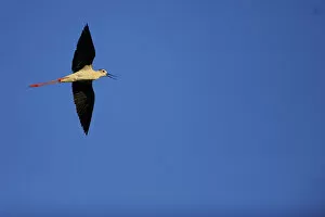 Albania Gallery: Black winged stilt (Himantopus himantopus) in flight, Karavasta Lagoons National Park