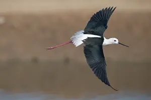 Black-winged stilt (Himantopus himantopus) in flight, Pachgaon, near Dholpur, Rajasthan, India