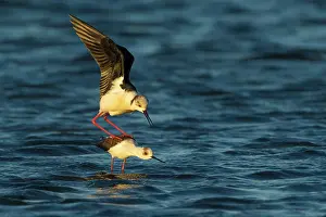 Recurvirostridae Prints: Black-winged stilt (Himantopus himantopus) pair mating on a windy day