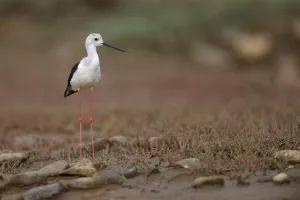 Waders Prints: Black winged stilt (Himantopus himantopus) by a small pool in a dried out stream