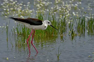 Recurvirostridae Prints: Black-winged stilt (Himantopus himantopus) wading through shallow water