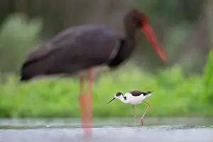 Ciconiidae Prints: Black-winged stilt (Himantopus himantopus) wading in shallow water with Black stork (Ciconia nigra) behind