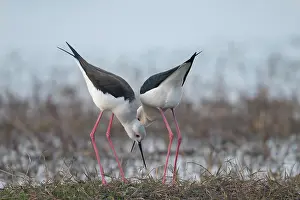 Black-winged stilts (Himantopus himantopus) pair, investigating potential nesting site, Pachgaon, near Dholpur, Rajasthan, India