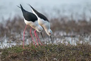 Black-winged stilts (Himantopus himantopus) pair, investigating potential nesting site, Pachgaon, near Dholpur, Rajasthan, India