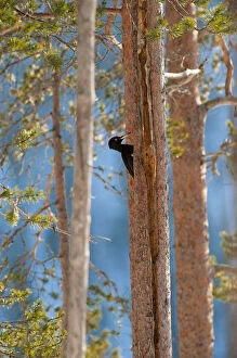 Images Dated 23rd February 2009: Black woodpecker (Dryocopus martius), in boreal forest, near Posio, Finland