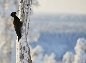 Black woodpecker (Dryocopus martius) male on snowy tree trunk, Kuusamo, Finland, February
