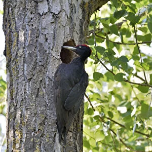 Black woodpecker (Dryocopus martius), male at nest hole. Danube Delta, Romania. May