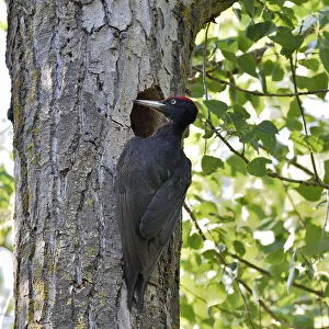 2019 January Highlights Gallery: Black woodpecker (Dryocopus martius), male at nest hole. Danube Delta, Romania. May