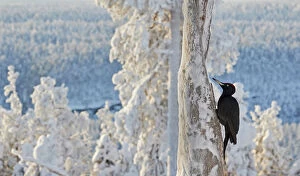 Black woodpecker (Dryocopus martius) male perched on tree trunk, trees covered in hoar frost