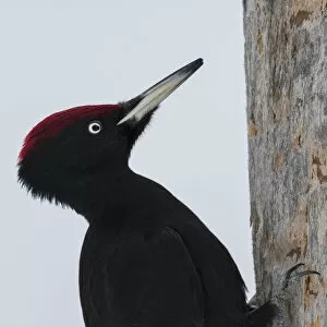 2020 November Highlights Gallery: Black woodpecker (Dryocopus martius) male on tree trunk, portrait