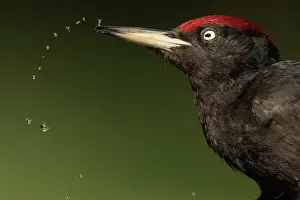 Liquids Prints: Black woodpecker (Dryocopus martius) drinking