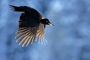 Woodpecker Prints: Black woodpecker (Dryocopus martius) female, in flight, Kuhmo, Finland. February