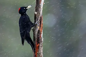 Woodpecker Prints: Black woodpecker (Dryocopus martius) female