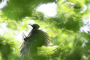 Foliage Prints: Black woodpecker (Dryocopus martius) female