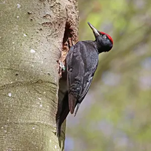 Woodpecker Prints: Black woodpecker (Dryocopus martius) male