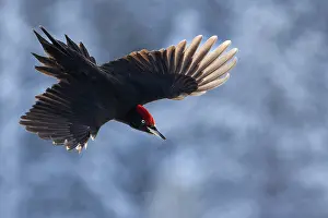 Woodpecker Prints: Black woodpecker (Dryocopus martius) male, in flight, Kuhmo, Finland. February