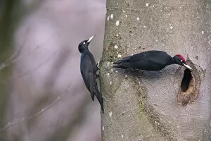 2020 February Highlights Gallery: Black Woodpecker (Dryocopus martius) male and female, at the nesthole, Germany. December