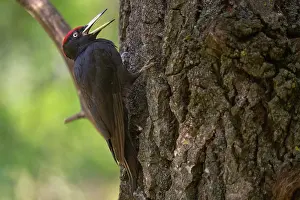 Trunk Prints: Black woodpecker (Dryocopus martius) perched on tree trunk foraging