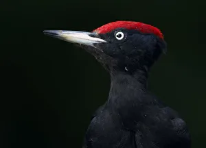 Images Dated 14th May 2008: Black Woodpecker (Dryocopus martius) Pusztaszer, Hungary, May 2008