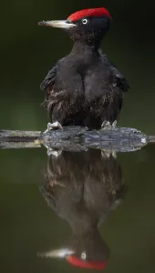 Images Dated 14th May 2008: Black Woodpecker (Dryocopus martius) at water, Pusztaszer, Hungary, May 2008