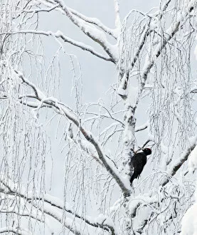 Images Dated 16th December 2019: Black woodpecker male (Dryocopus martius) Finland, January