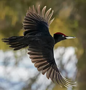 2020 March Highlights Gallery: Black Woodpecker male (Dryocopus martius) Finland, February