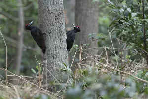 Two Black woodpeckers (Dryocopus martius) males on tree trunk in territorial dispute