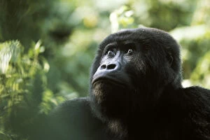Mountain Gorilla Gallery: Blackback Eastern lowland gorilla {Gorilla beringei graueri} Kahuzi Biega, Congo