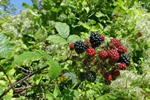 Ranunculaceae Prints: Blackberries (Rubus fruticosus) ripening in a hedgerow alongside Old man's beard (Clematis vitalba) seed heads